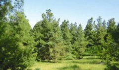 В Туркменистане стартовала подготовка к весенним лесопосадкам