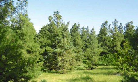 В Туркменистане стартовала подготовка к весенним лесопосадкам