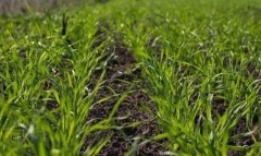 В южном Туркменистане формируется высокий урожай озимой пшеницы