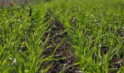 В южном Туркменистане формируется высокий урожай озимой пшеницы