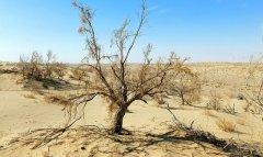 В Туркменском Приаралье проведены геоботанические исследования