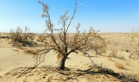 В Туркменском Приаралье проведены геоботанические исследования