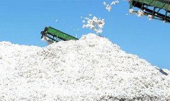 Хлопкоробы Балканского велаята Туркменистана выполнили план по сбору хлопка