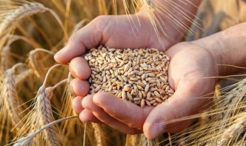 В Дашогузском велаяте продолжается уход за посевами озимой пшеницы