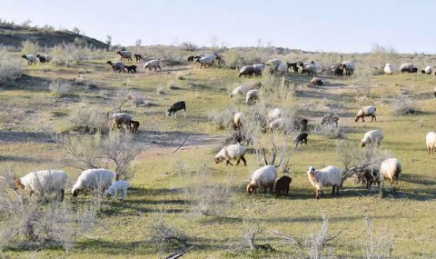 В Марыйском велаяте Туркменистана стартовала окотная кампания