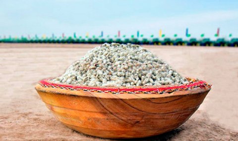 В Дашогузе подготовили семена хлопка к весеннему посеву