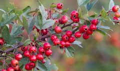 Боярышник Туркменистана: редкие виды и медицинское значение