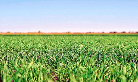 В Лебапском велаяте Туркменистана ожидают высокий урожай пшеницы