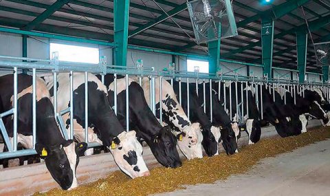 Животноводство остаётся важной отраслью сельского хозяйства Дашогузского велаята