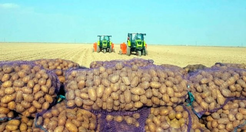 В Дашогузском велаяте Туркменистана набирает темпы уборка картофеля