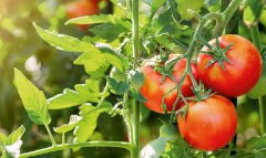 Тепличное хозяйство Туркменбаши расширяет производство томатов