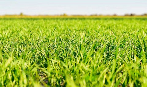 На полях Каахкинского этрапа ведутся сезонные аграрные работы