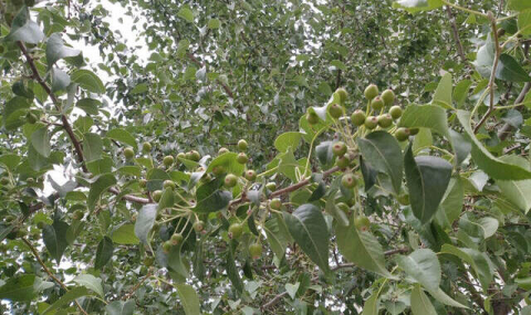 В центре Ашхабада растут редкие виды груш из Красной книги