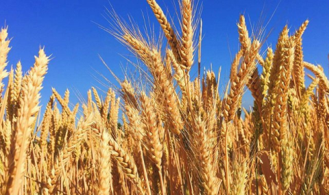 Координация и техника ускоряют посев пшеницы в Туркменистане