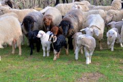 В Ашхабаде завершились тренинги по животноводству и биоразнообразию