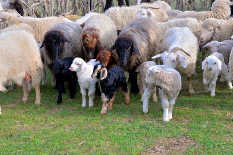 В Ашхабаде завершились тренинги по животноводству и биоразнообразию