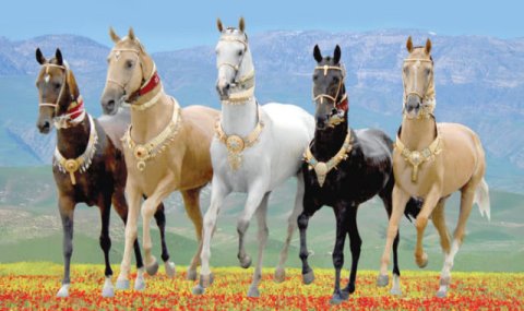 Туркменистан запускает межгосударственный конкурс фильмов о лошадях и коневодстве
