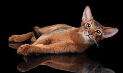 Российский абиссинский кот признан самым красивым в мире по версии WCF
