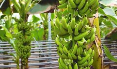 АО «Miwe» укрепляет позиции ведущего аграрного производителя Туркменистана