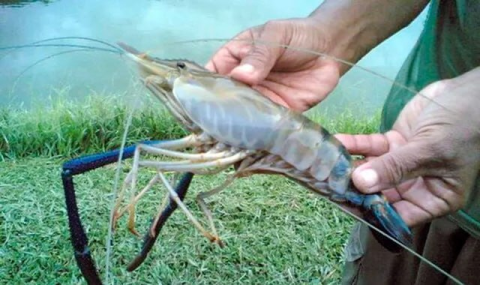 В Туркменистане завершается разведение первой партии креветок Розенберга