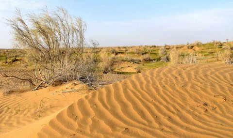 Ашхабад может стать центром борьбы с опустыниванием в ЦА