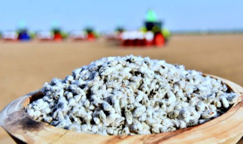 В Балканском велаяте Туркменистана активно ведется посев хлопчатника