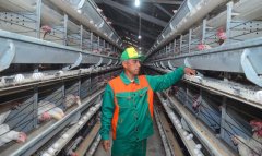 Птицеводческое хозяйство в Балканском велаяте демонстрирует рост