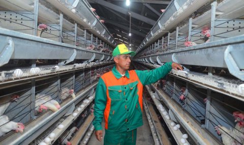 Птицеводческое хозяйство в Балканском велаяте демонстрирует рост