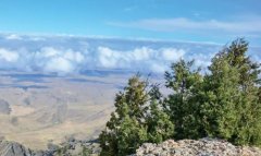 Ученые Туркменистана изучают редкую полынь балханов