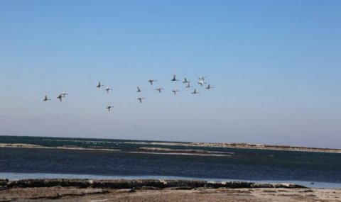 В Туркменистане стартует зимний учёт птиц на Каспийском побережье