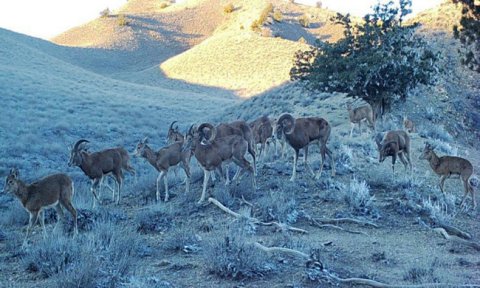 В Койтендаге зафиксирован рекордный рост популяции мархура
