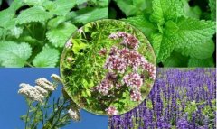 Среди вузов Туркменистана пройдет онлайн-олимпиада по защите растений