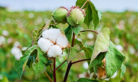 В Туркменистане готовятся к посеву озимых и сбору хлопка-сырца