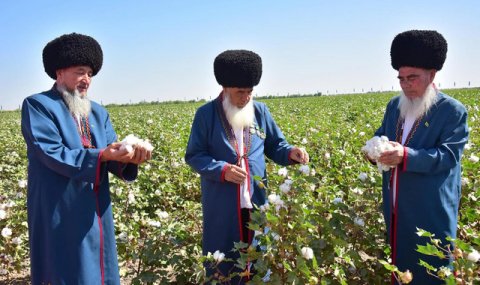 Туркменистан начнет кампанию по сбору хлопка 11 сентября