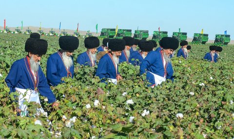 Масштабная кампания по сбору хлопка началась в Туркменистане